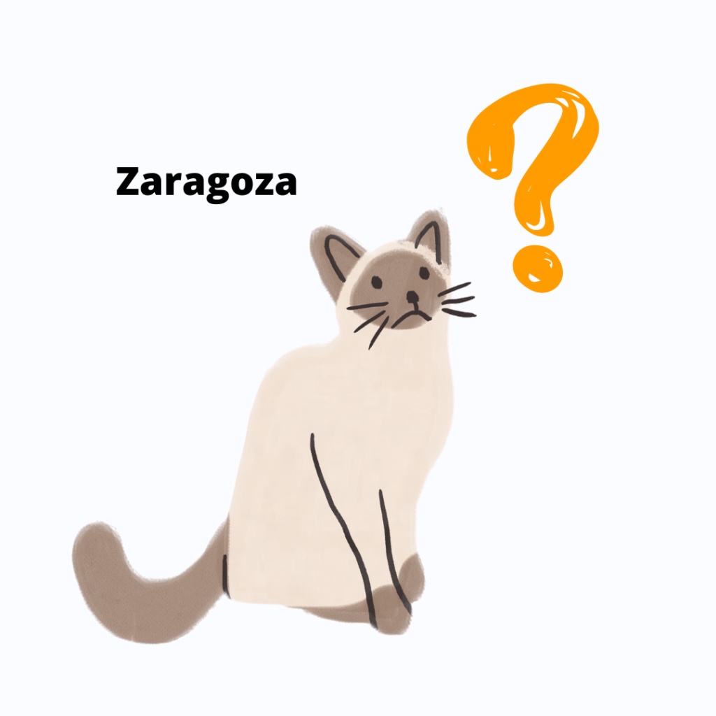 gato perdido en Zaragoza