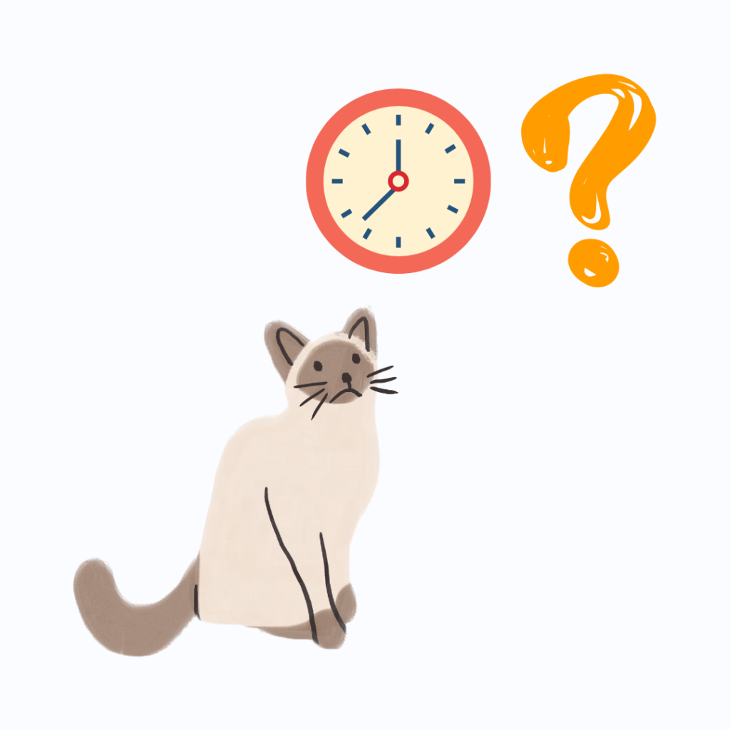 ¿A qué hora buscar un gato?