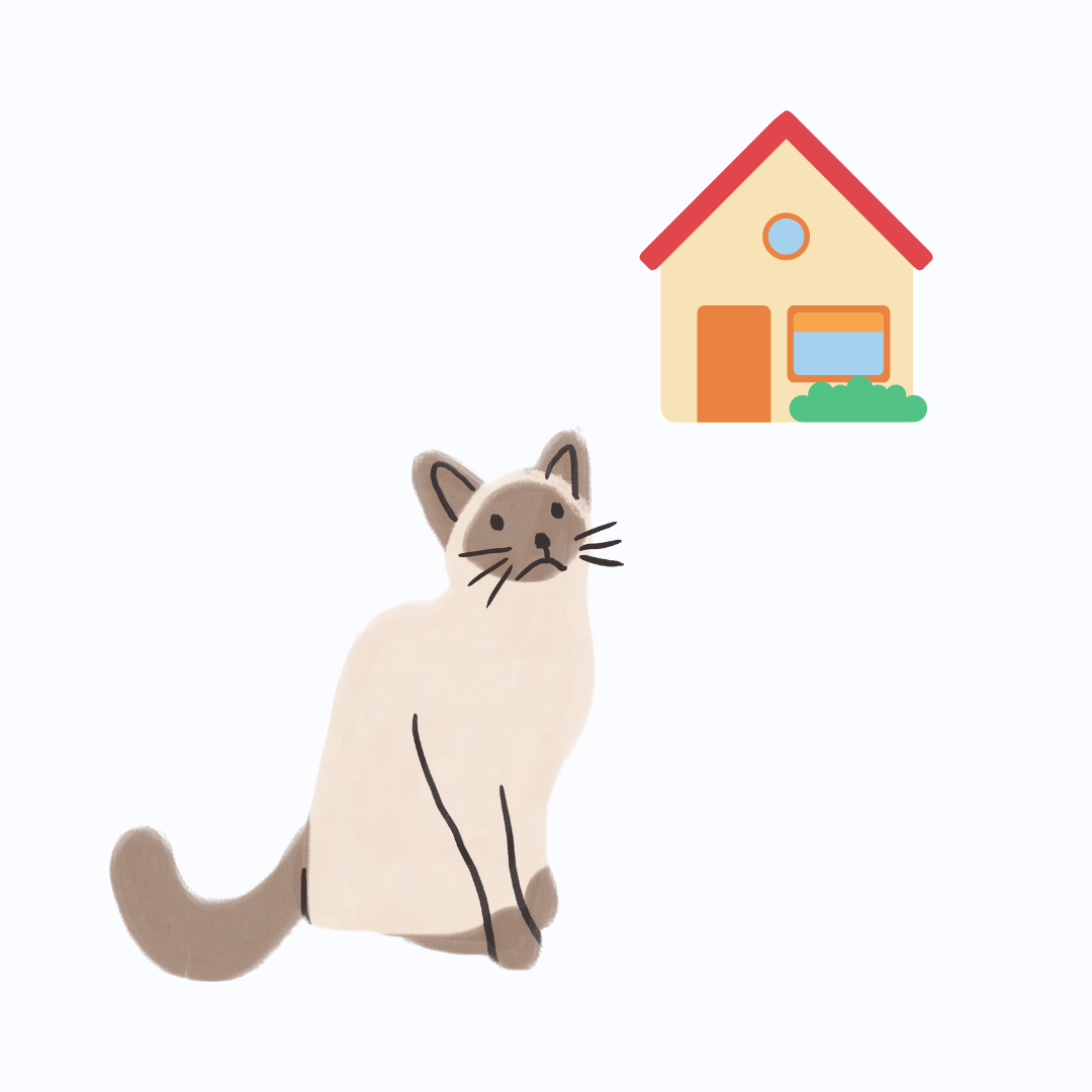 un gato y su casa