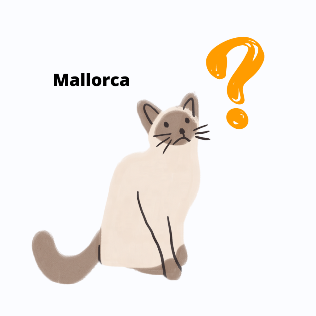Gato Perdido en Mallorca